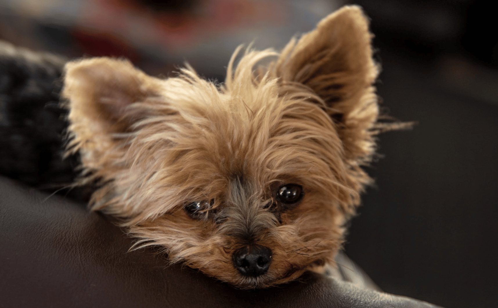 hond yorkie