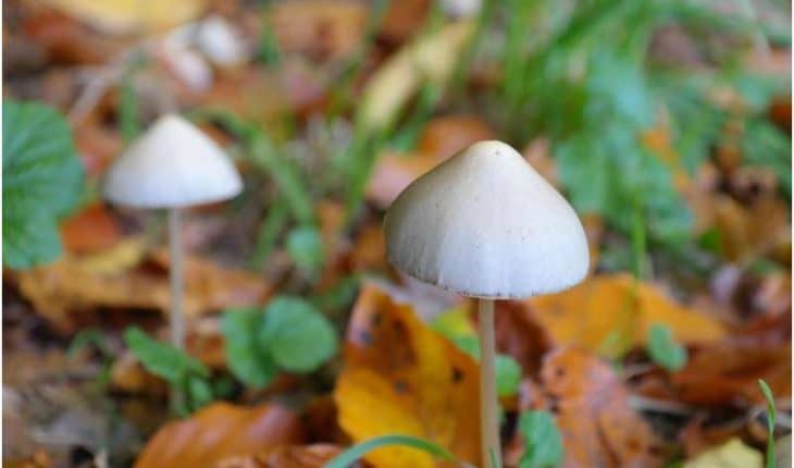 paddenstoel paddestoel mushroom | GFC