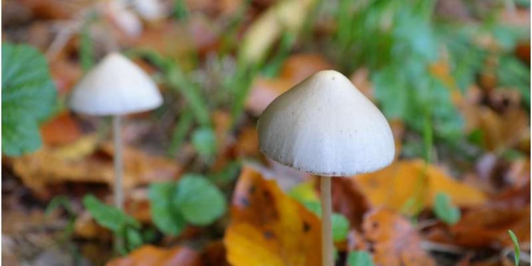 paddenstoel paddestoel mushroom