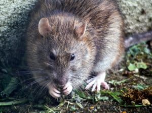 rat ratten 2 | GFC Nieuws