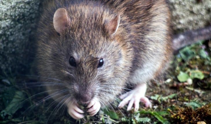 rat