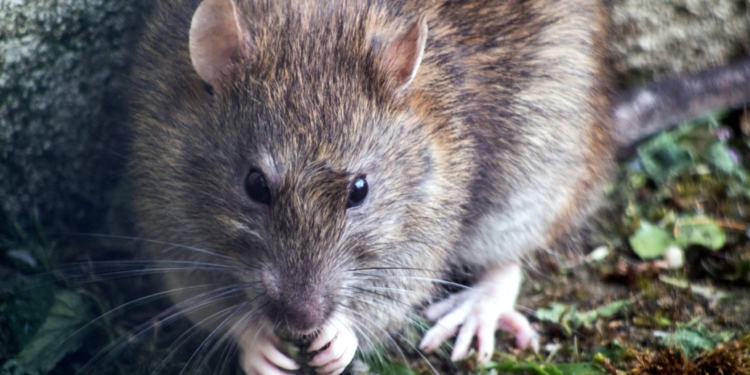 rat ratten 2 scaled
