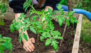 groententuin planten voedsel voeding | GFC Nieuws