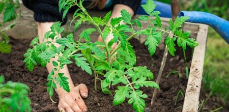 groententuin planten voedsel voeding