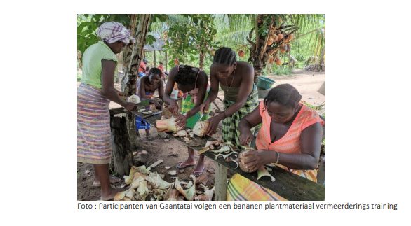 Landbouwers Boven-Suriname verdiepen zich in agroforestry