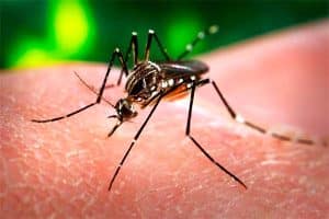 zika virus dengue malaria muskiet | GFC