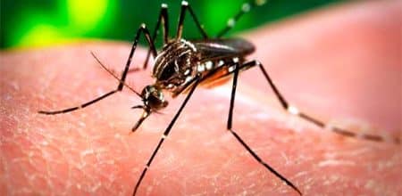 zika virus dengue malaria muskiet