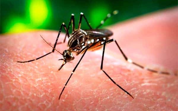 zika virus dengue malaria muskiet
