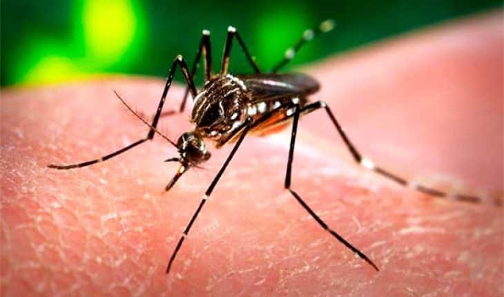 zika virus dengue malaria muskiet | GFC