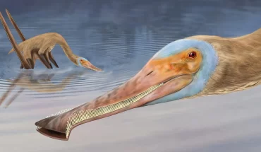 Balaenognathus maeuseri 2048x1330 1 | GFC