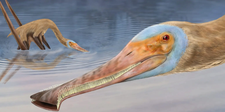 Balaenognathus maeuseri 2048x1330 1