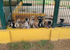 honden dierenasiel | GFC