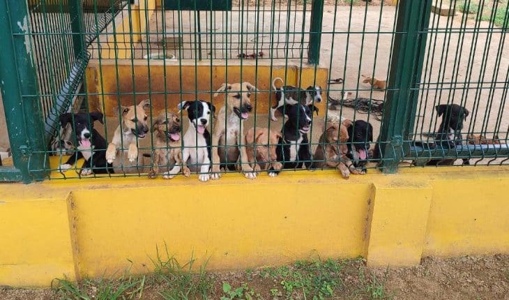 honden dierenasiel | GFC