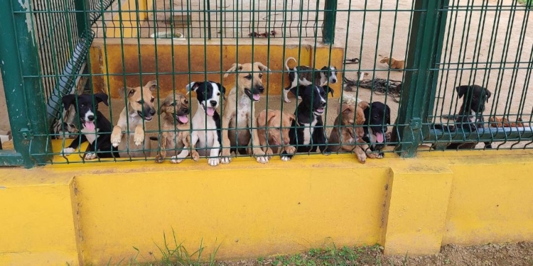 honden dierenasiel