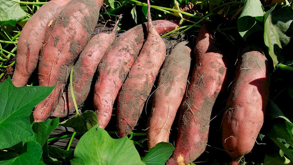 mg 0120 opbrengst van 1 plant  gemiddeld 1 8 kilo per plant large. detail zoete patat