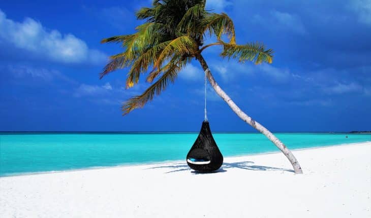 Strand palmboom