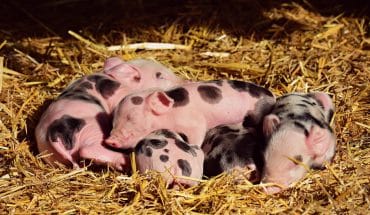 Varkens