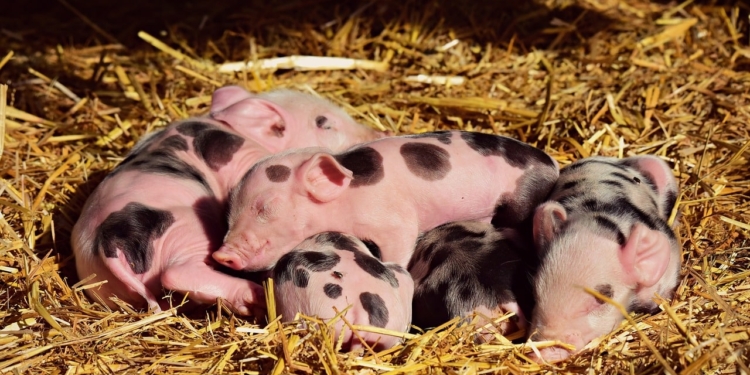 Varkens