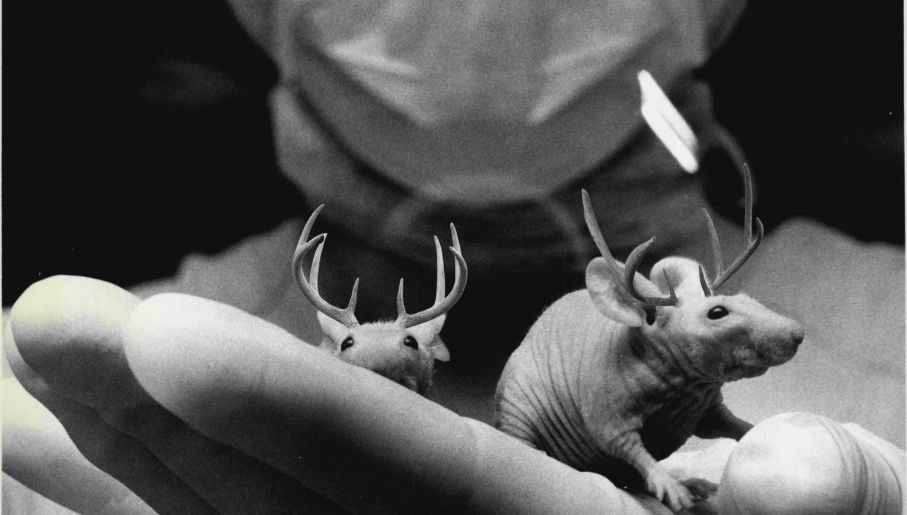 Wetenschappers kweken ‘hoorns’ op muizen, hopen menselijke ledematen opnieuw te laten groeien