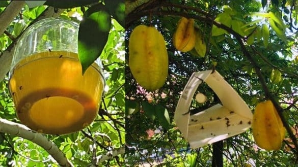 Carambola fruitvlieg