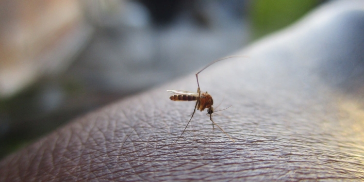 Dengue Muskiet