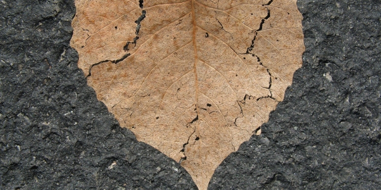 Liefdesverdriet