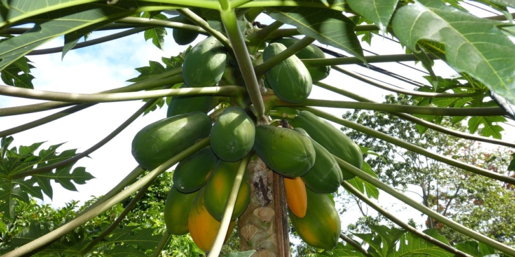 Papaya vrucht