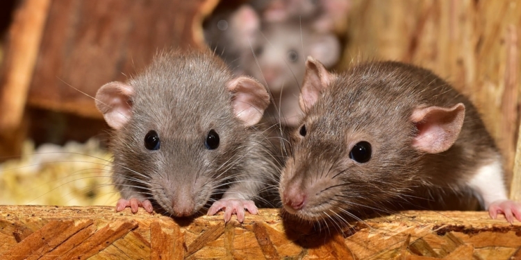 Ratten