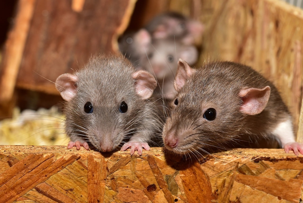 Huisafval dat in delen van Paramaribo niet is opgehaald zorgt voor stank en ratten