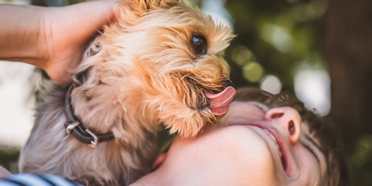 hond likken