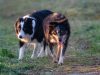 Honden paren