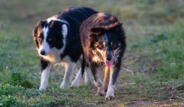Twee dierenbeulen die emmer water gooiden op parende honden moeten de bak in 25 Honden paren