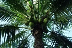 Suriname Palmboom