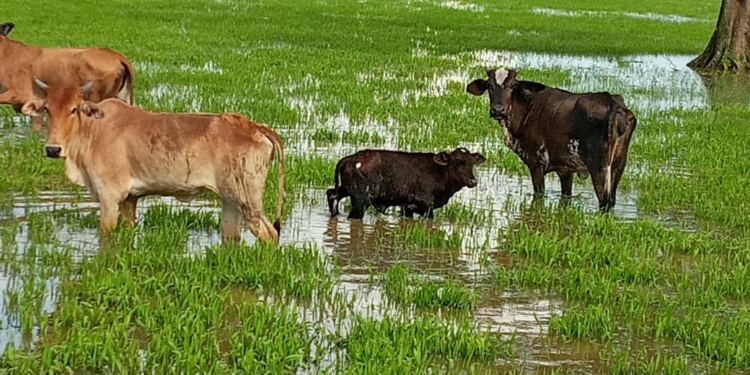 Vee te Stalweide Nanni Polder tot buik in het water