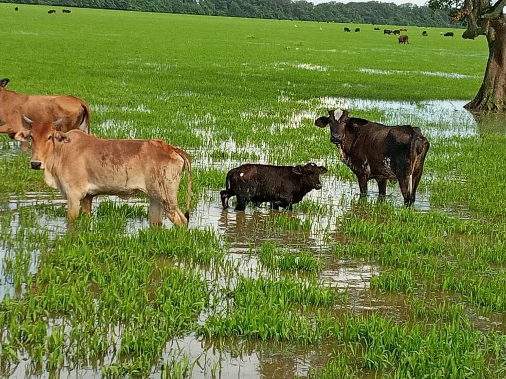 Vee te Stalweide Nanni Polder tot buik in het water