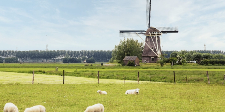 nederland weiland