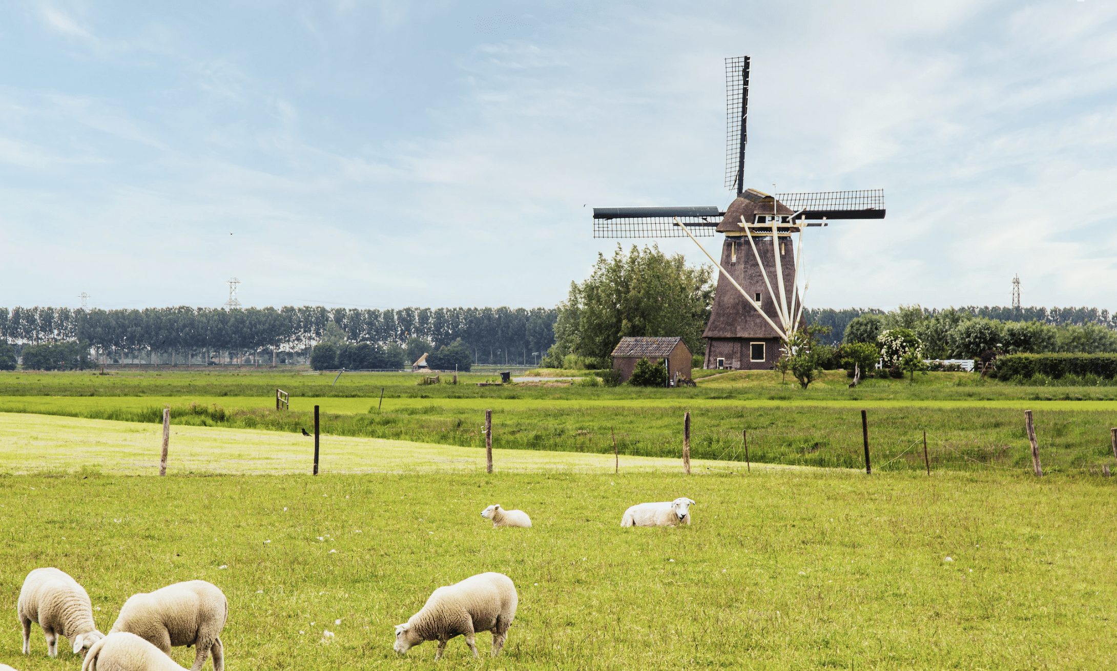 nederland weiland