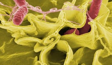 Bacterie salmonella
