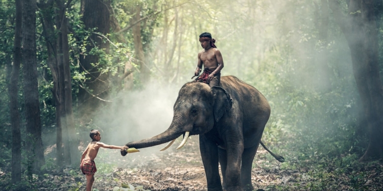 India Olifant
