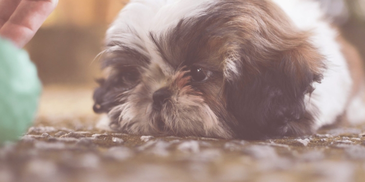 Shih Tzu hond
