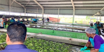 fai surland bacoven arbeid