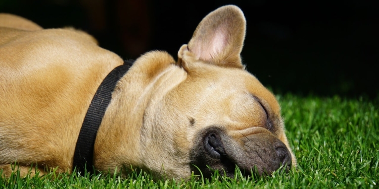 Hond