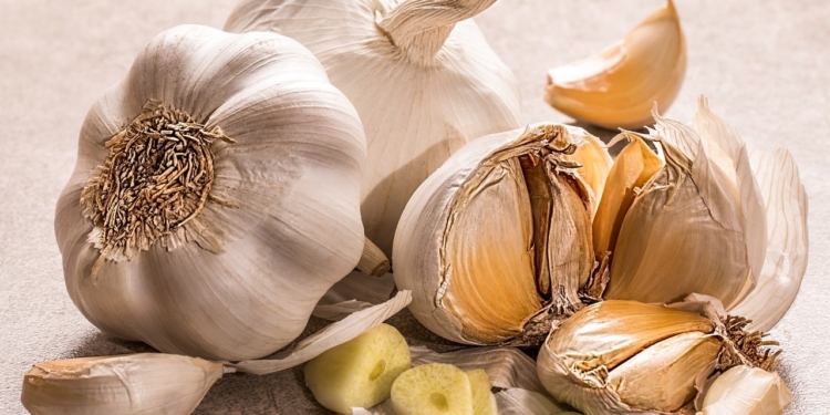 Knoflook