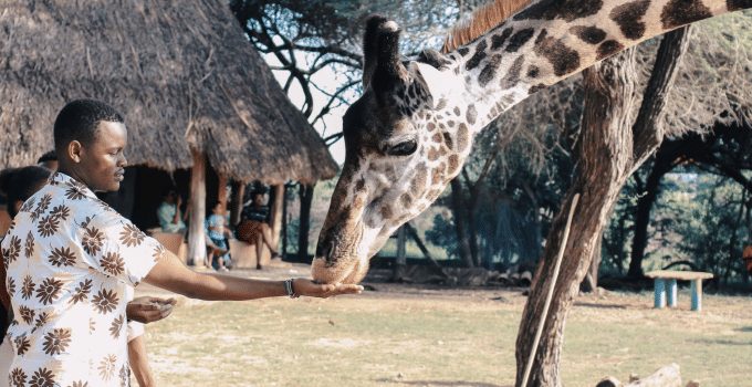 afrika safari giraffe