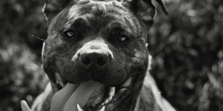 pitbull