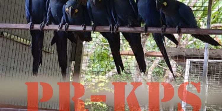 diefstal raven