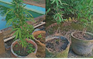 marihuana veld | GFC