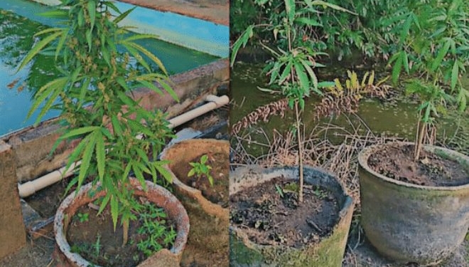 marihuana veld