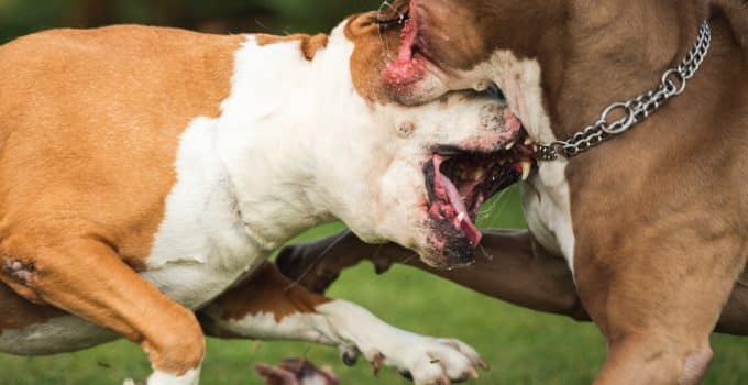 pitbull hond