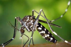 dengue muskiet